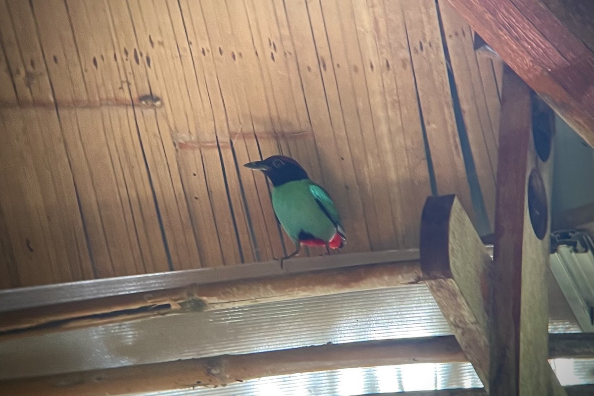 Western Hooded Pitta (Chestnut-crowned) - ML627048541