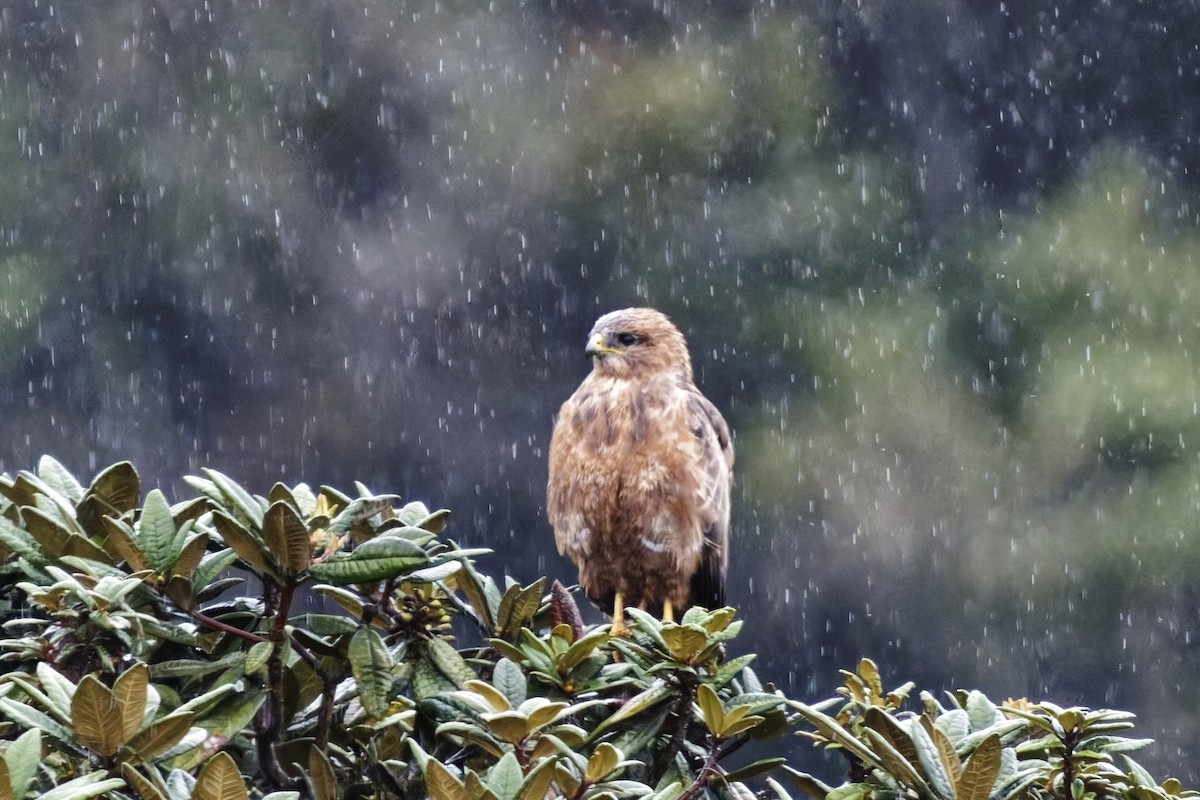 Mäusebussard (vulpinus/menetriesi) - ML627048758