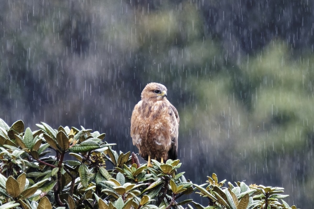 Mäusebussard (vulpinus/menetriesi) - ML627048759