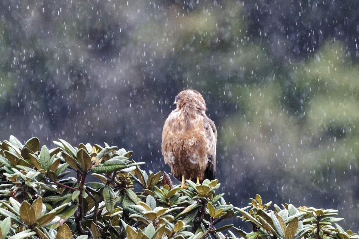 Mäusebussard (vulpinus/menetriesi) - ML627048760