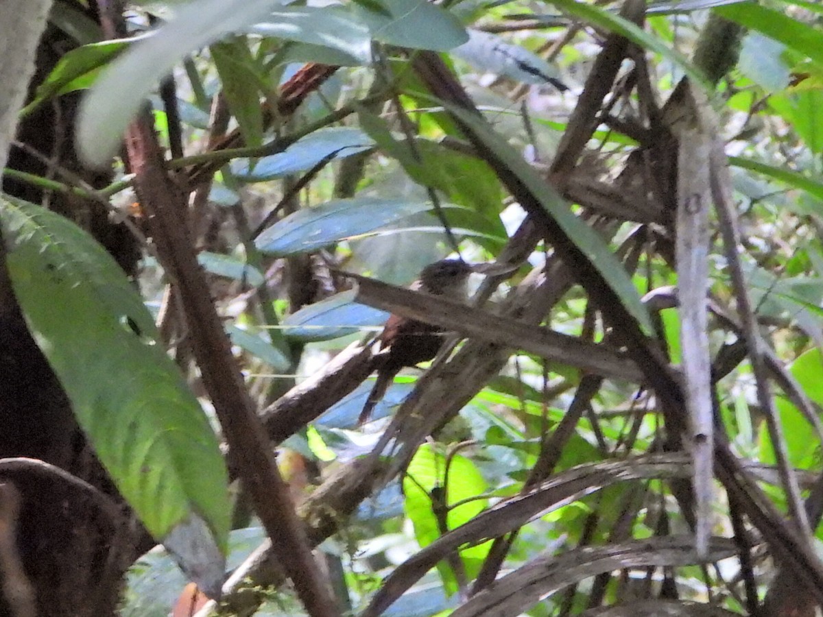 White-throated Barbtail - ML627048775