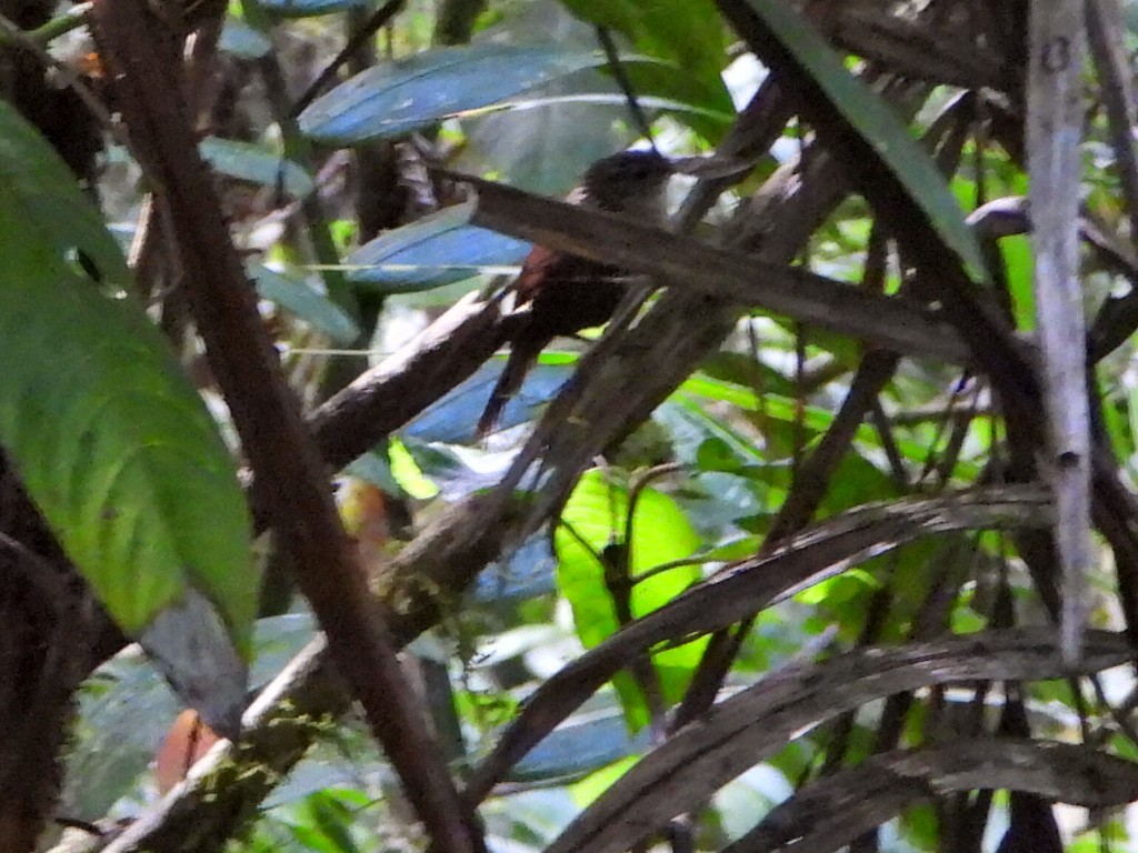 White-throated Barbtail - ML627048776
