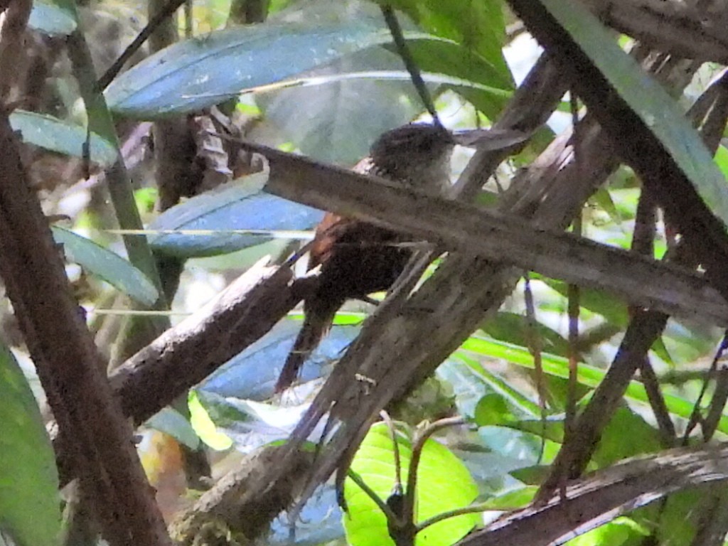 White-throated Barbtail - ML627048777