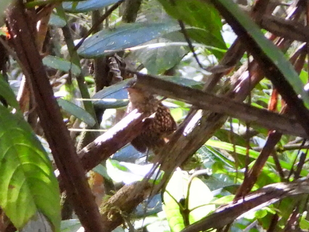 White-throated Barbtail - ML627048778
