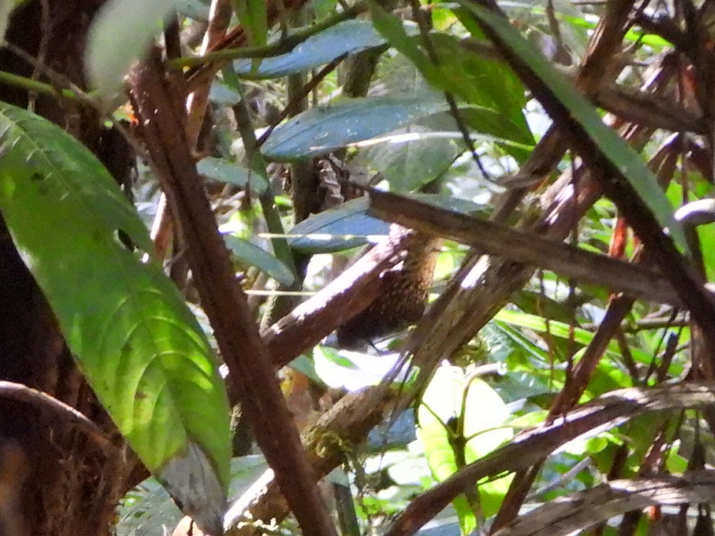 White-throated Barbtail - ML627048779
