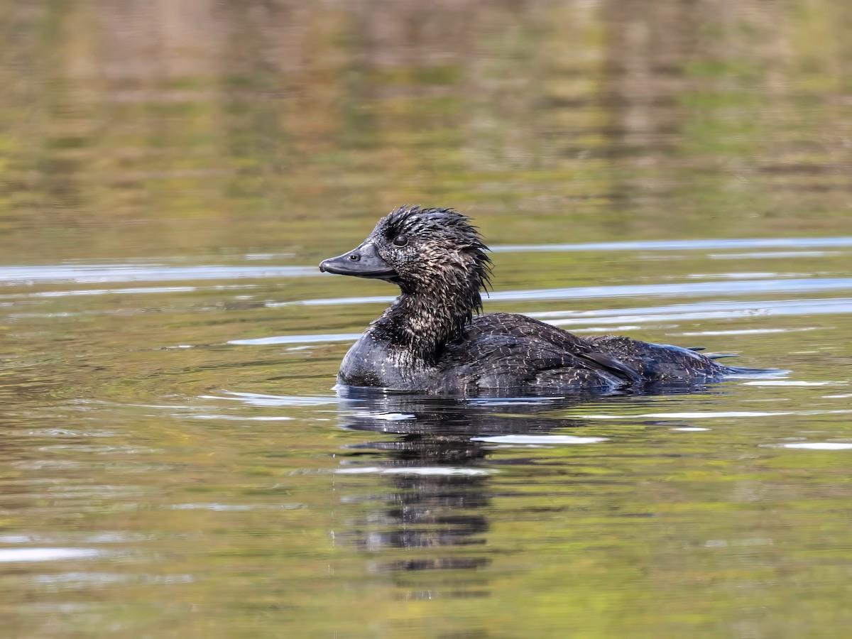 Musk Duck - ML627048909