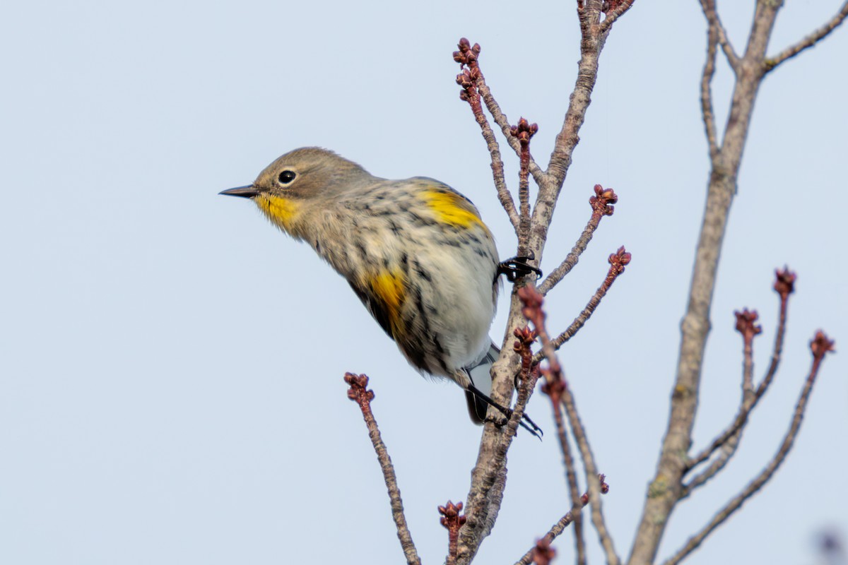 Yellow-rumped Warbler - ML627048978