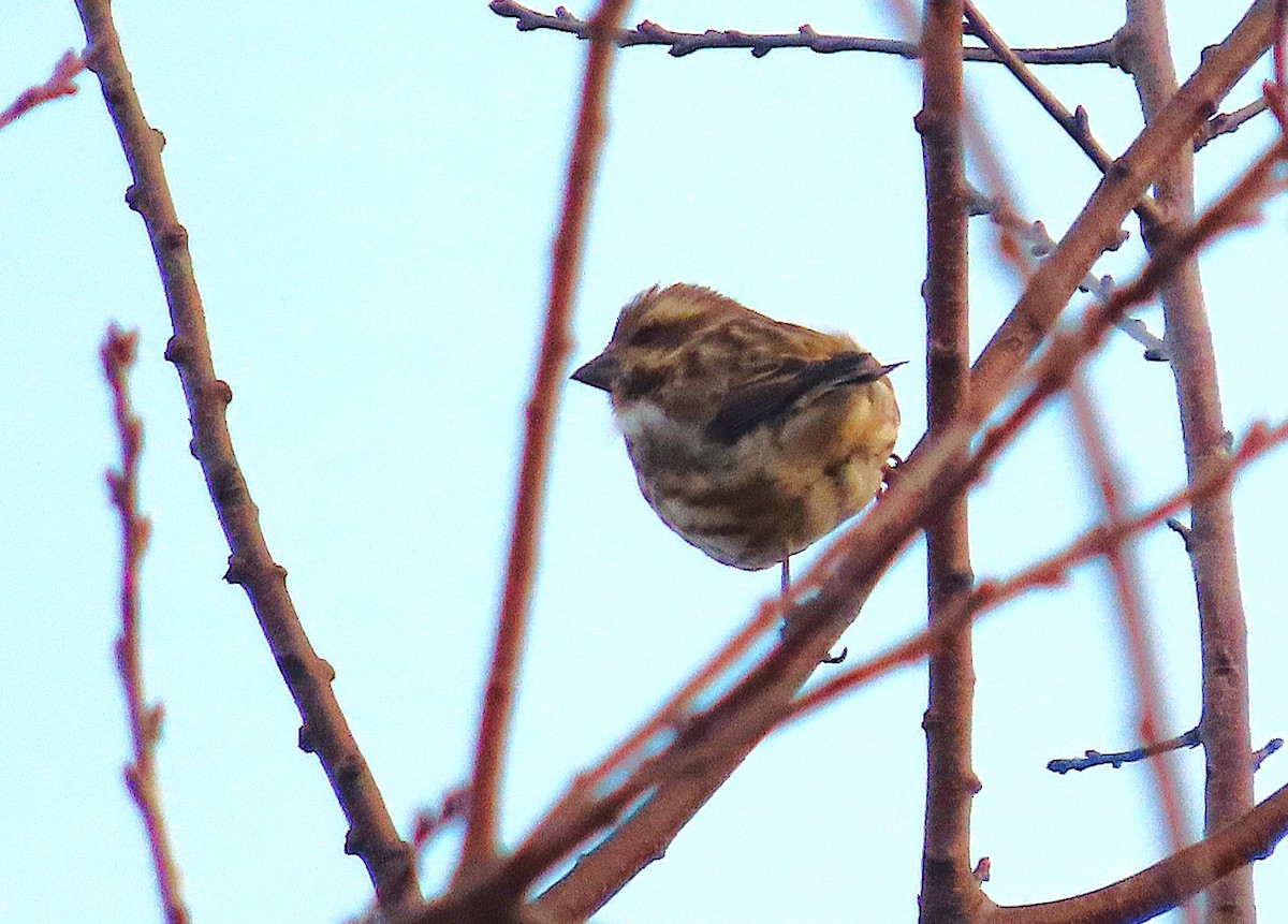 Purple Finch - ML627048990