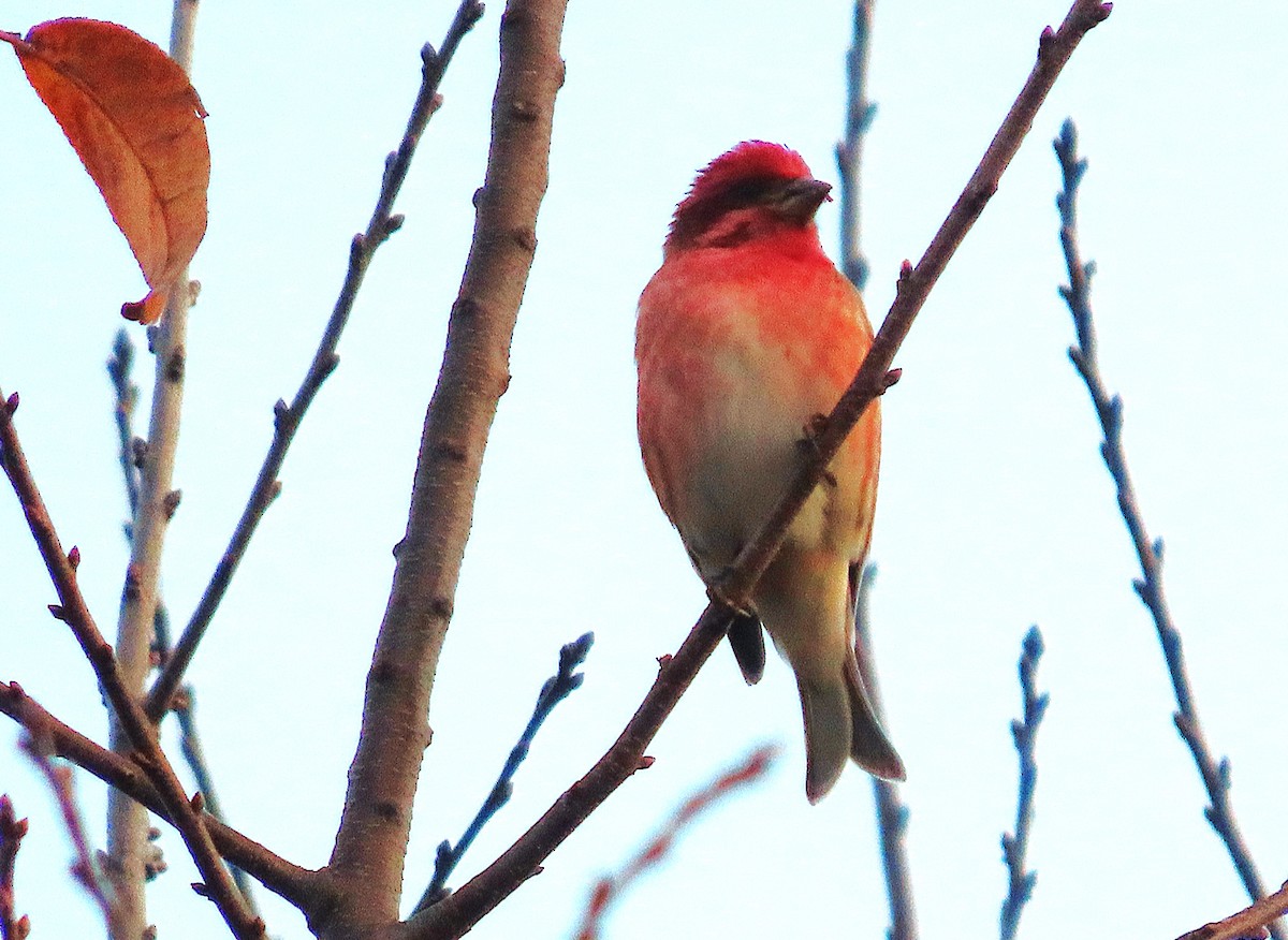 Purple Finch - ML627048991