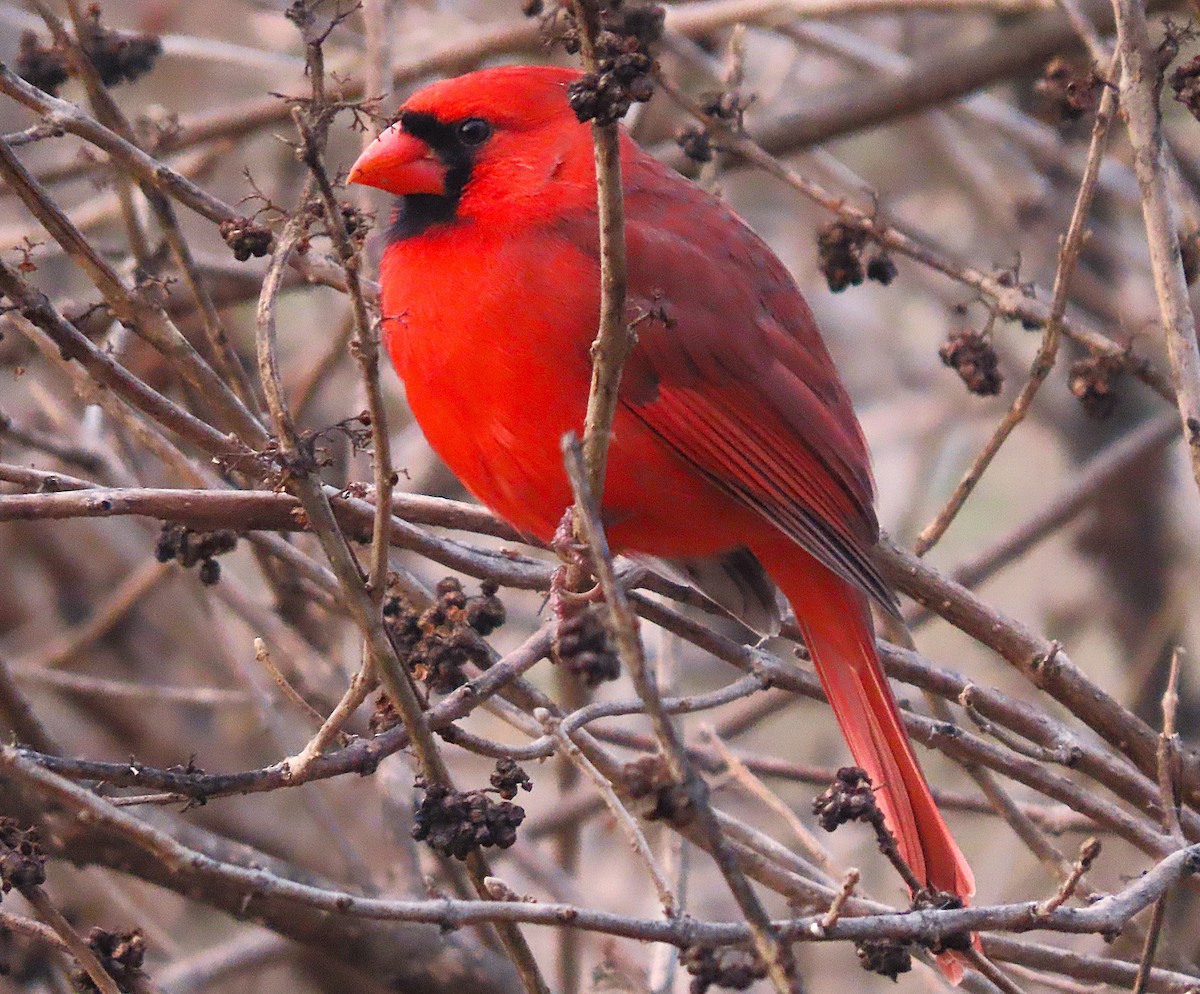 Northern Cardinal - ML627048999