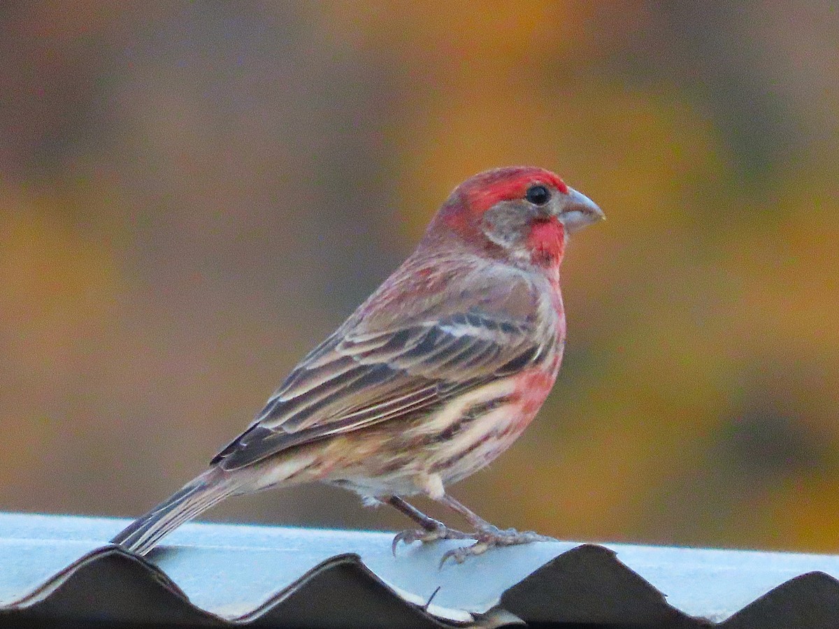 House Finch - ML627049021