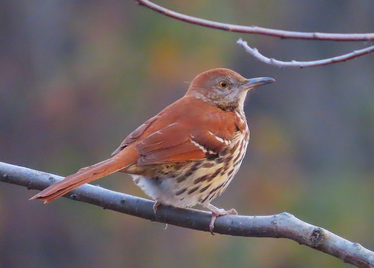 Brown Thrasher - ML627049029