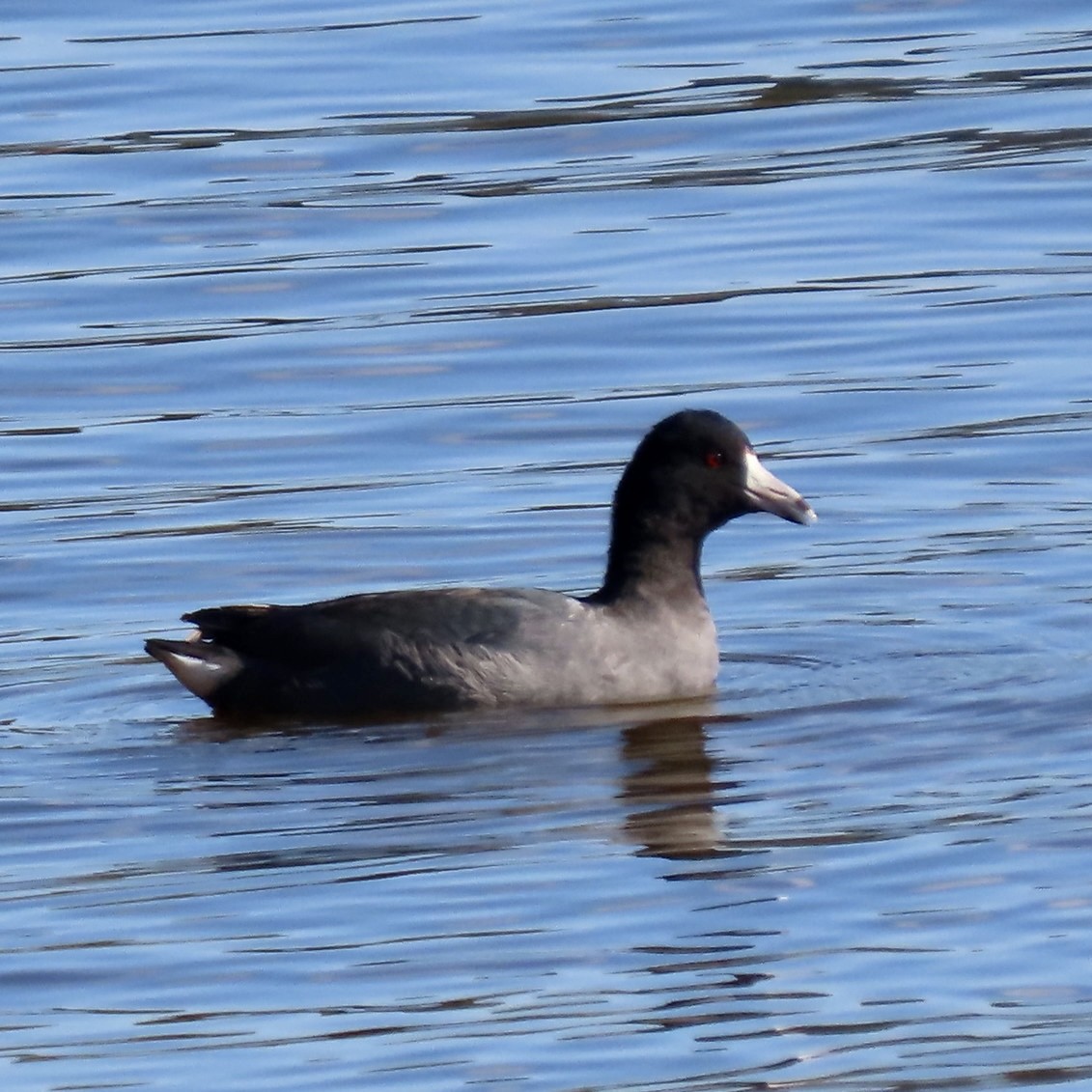 American Coot - ML627049175