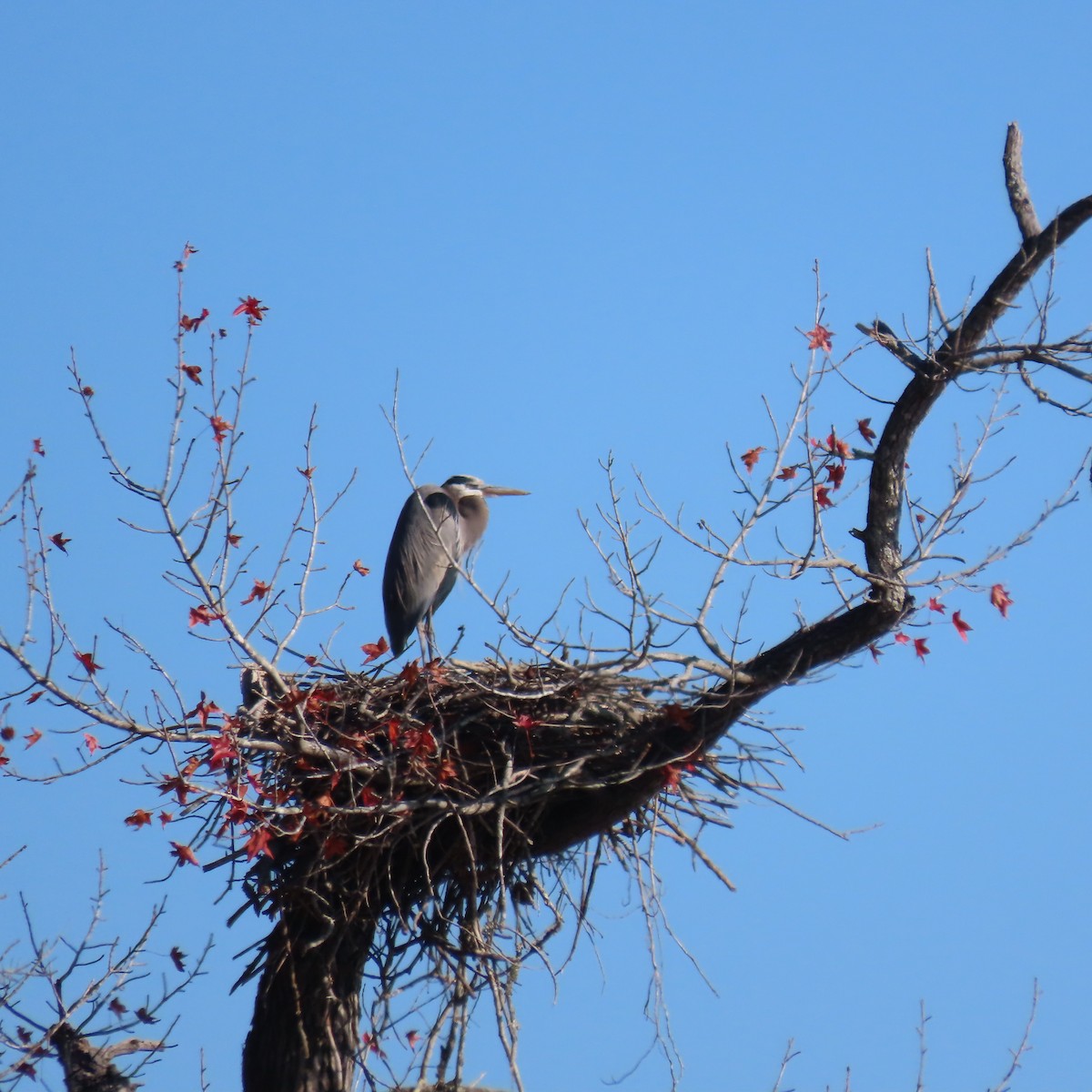 Great Blue Heron - ML627049178