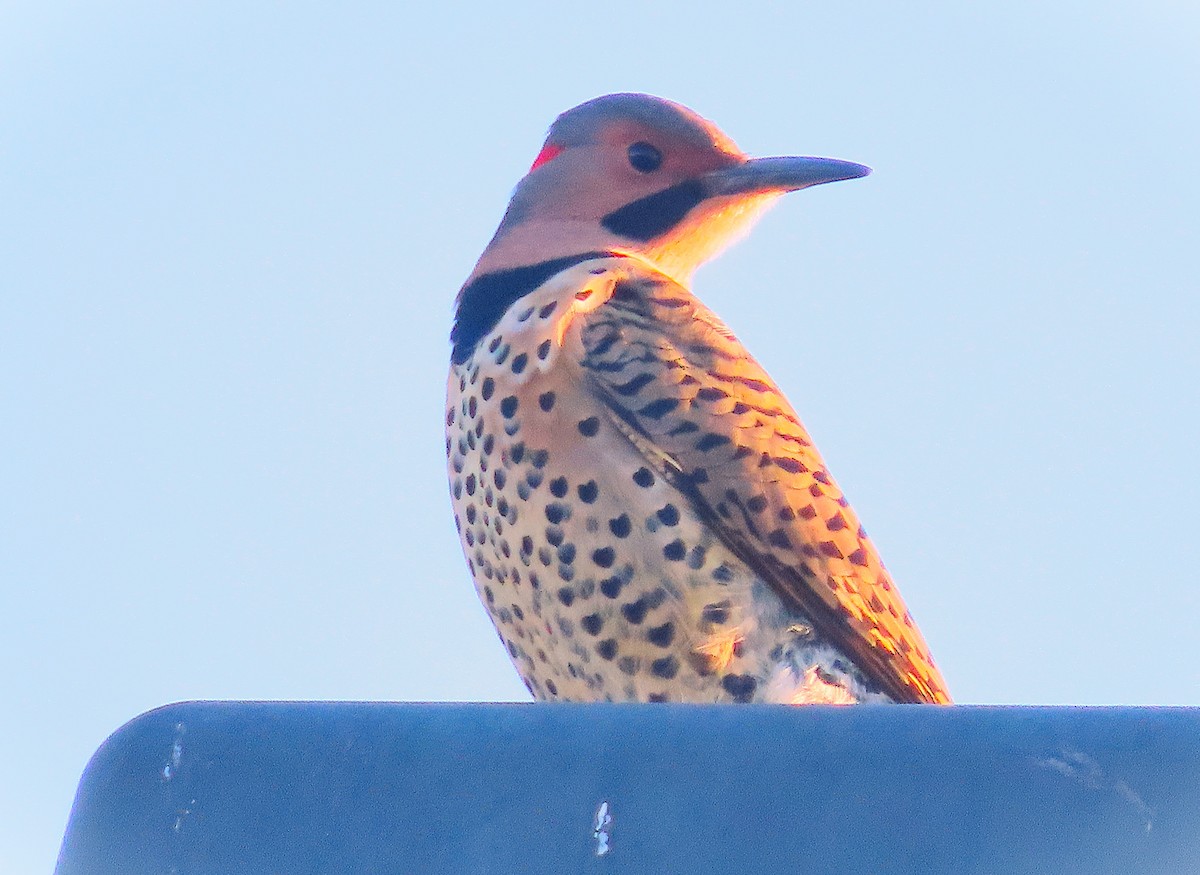 Northern Flicker - ML627049266