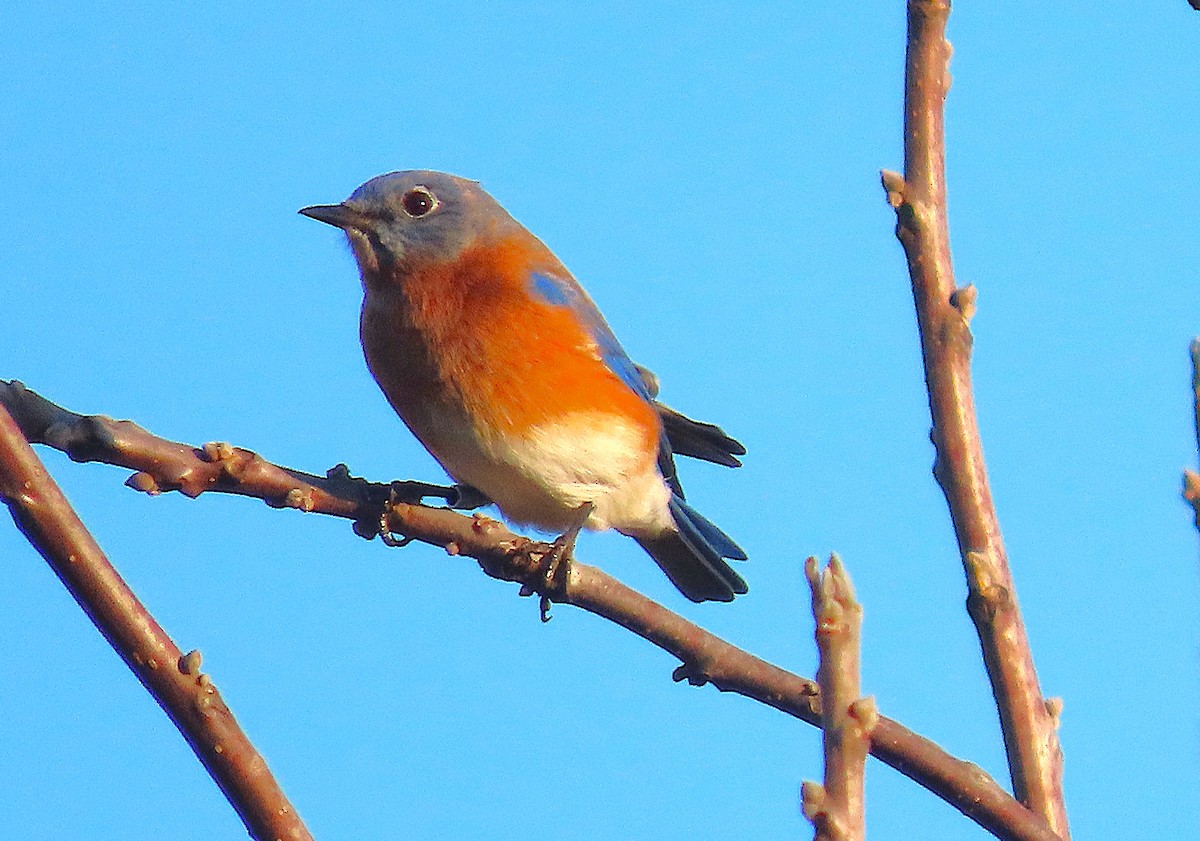 Eastern Bluebird - ML627049279