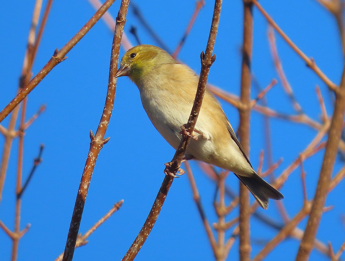 American Goldfinch - ML627049285