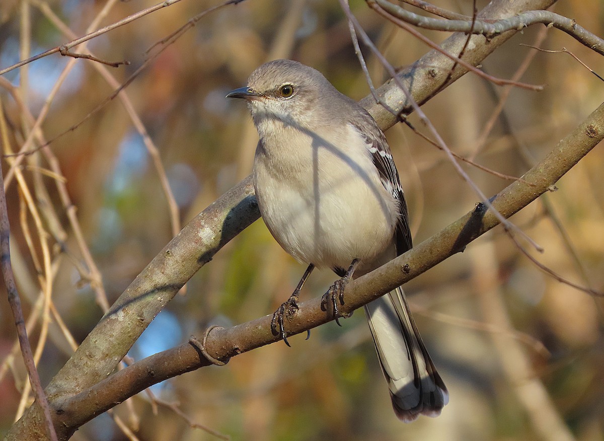 Northern Mockingbird - ML627049304