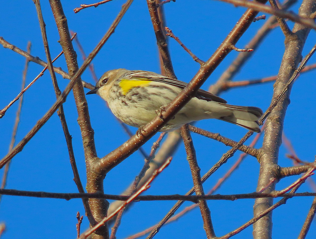 Yellow-rumped Warbler - ML627049307