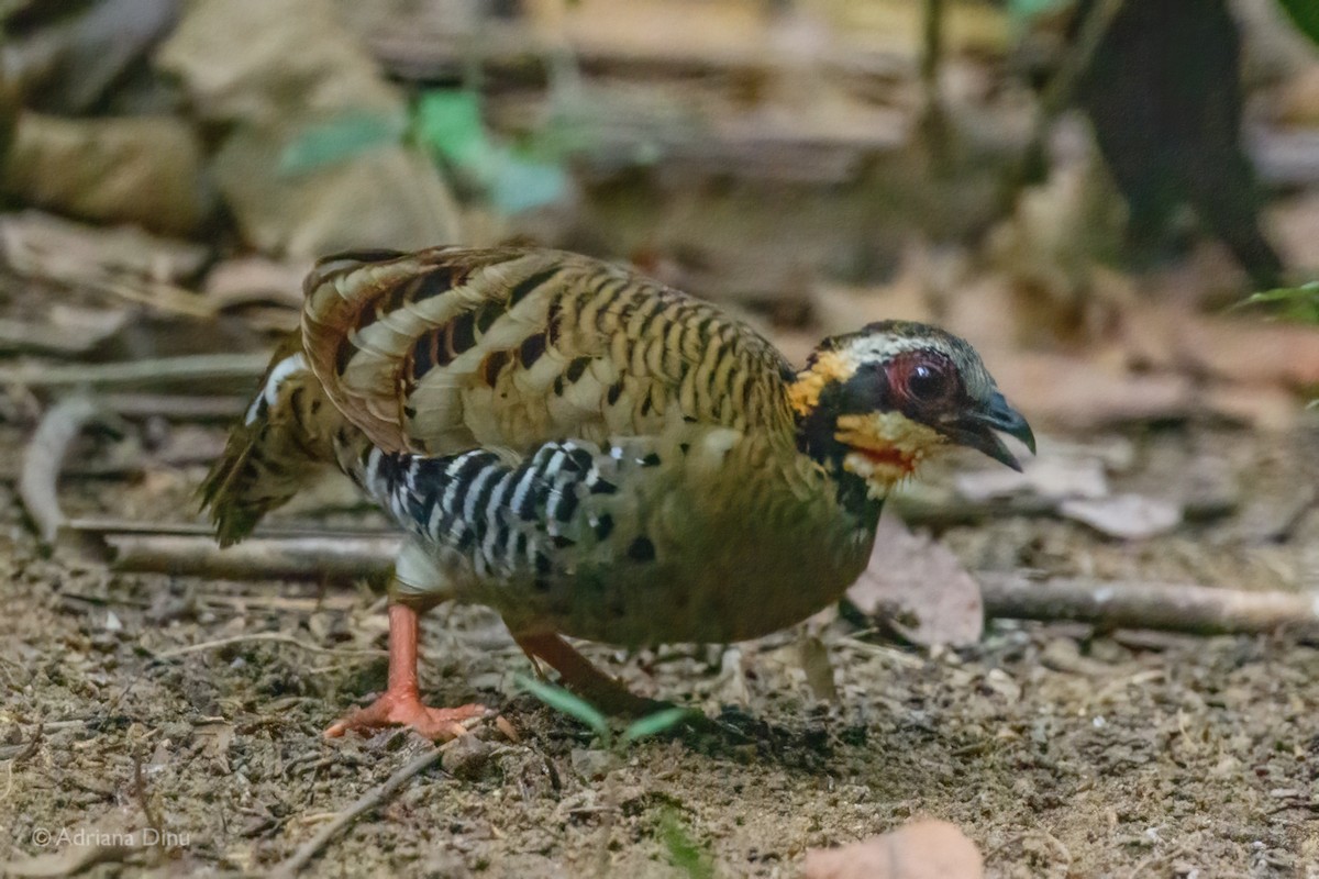 Orange-necked Partridge - ML627049391
