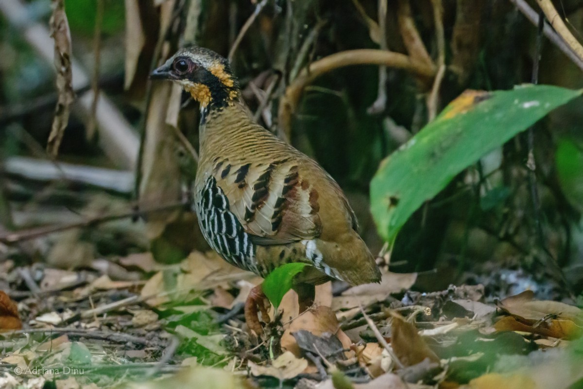 Orange-necked Partridge - ML627049393