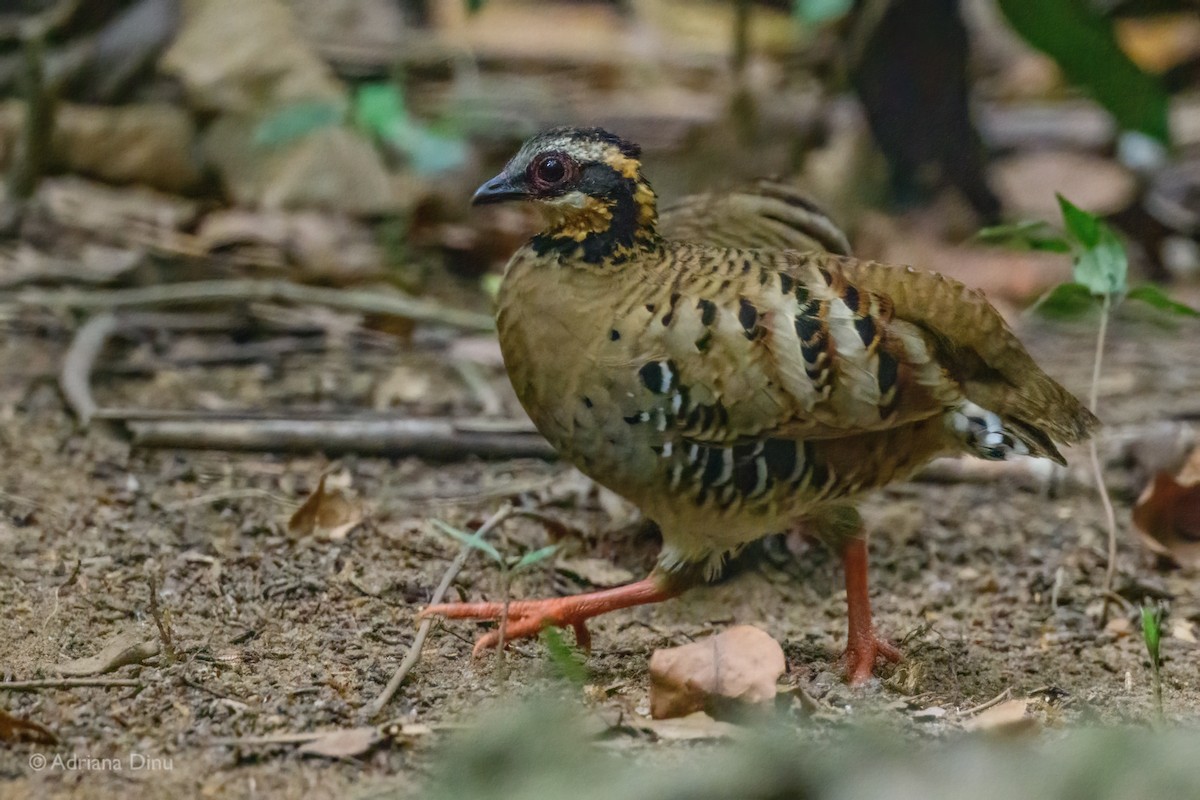 Orange-necked Partridge - ML627049394