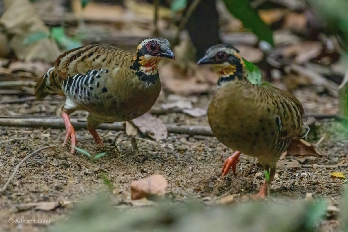 Orange-necked Partridge - ML627049395