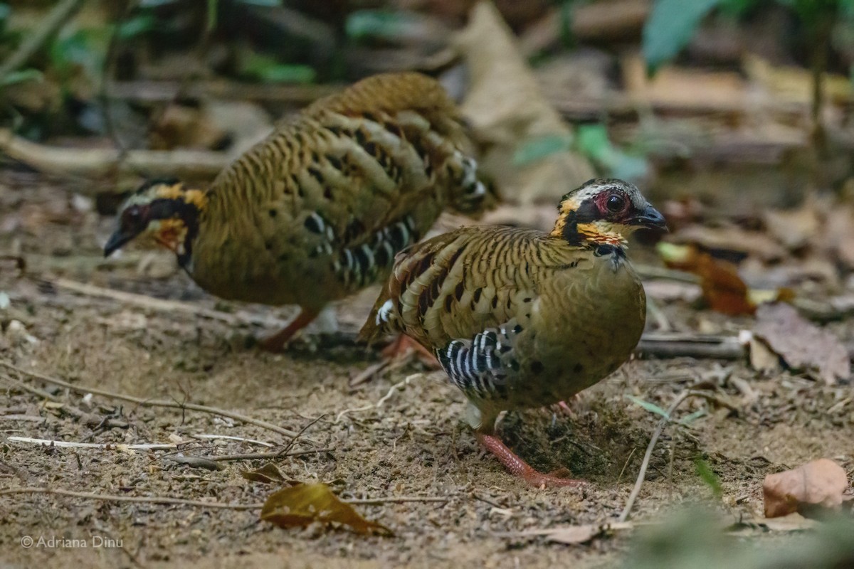 Orange-necked Partridge - ML627049396