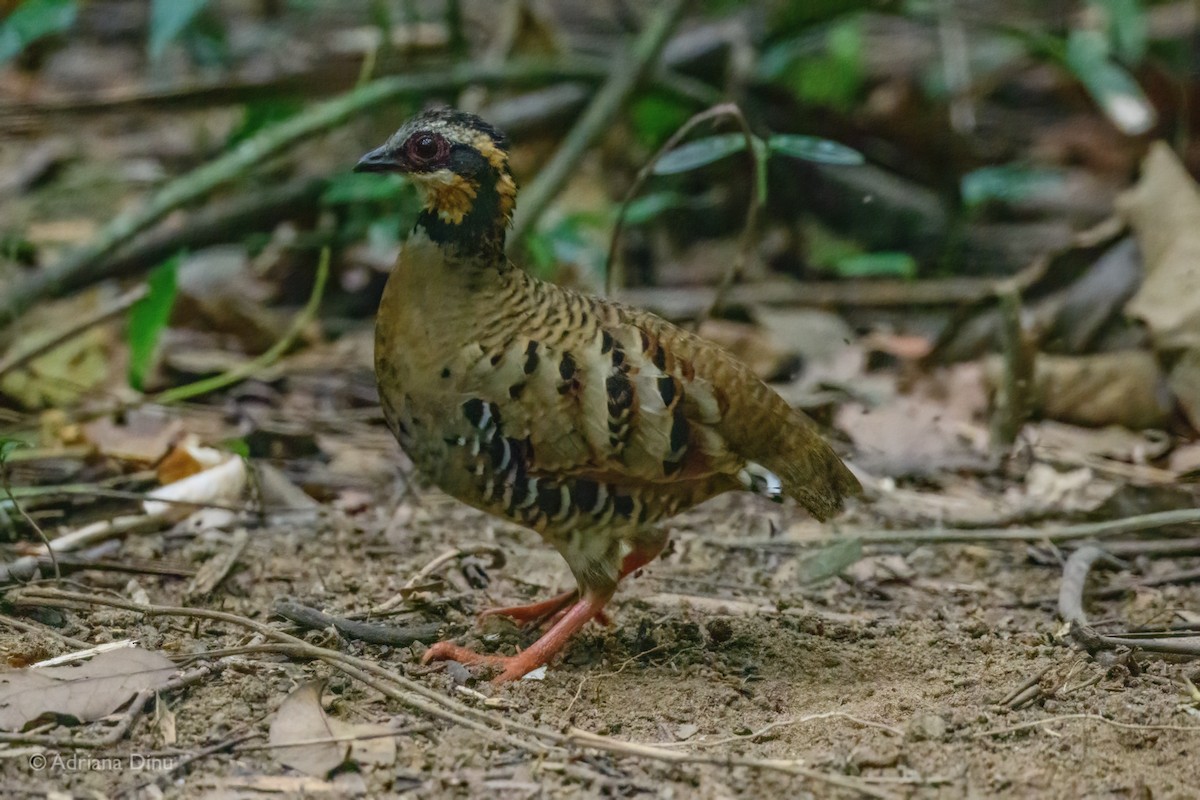 Orange-necked Partridge - ML627049397
