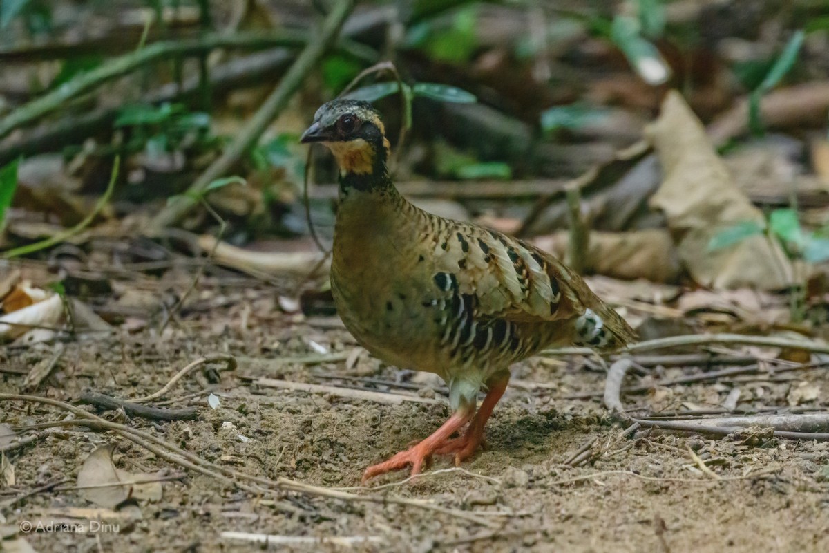 Orange-necked Partridge - ML627049398