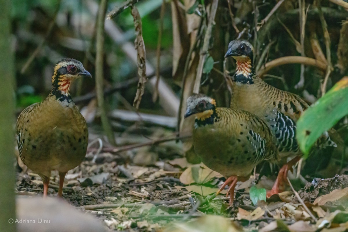 Orange-necked Partridge - ML627049399