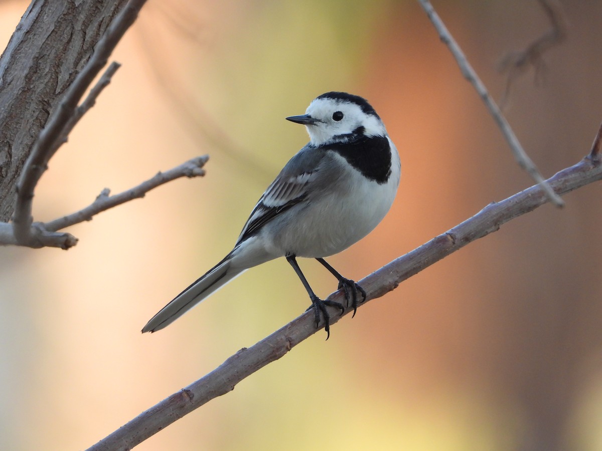 White Wagtail - ML627049421