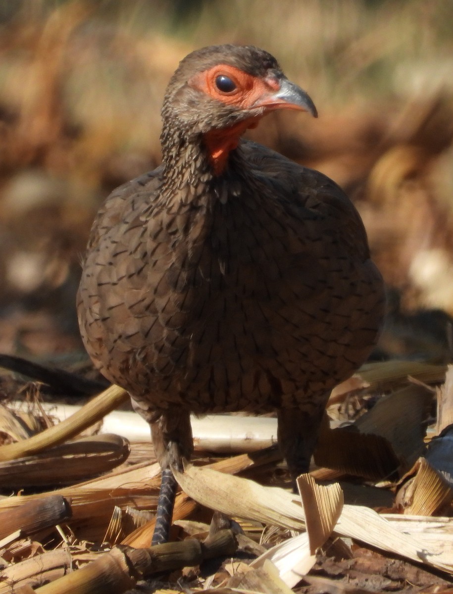 Swainson's Spurfowl - ML627049456