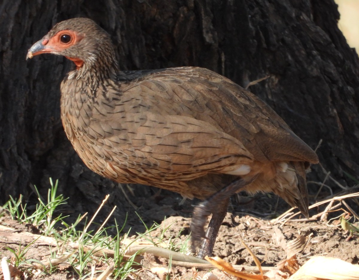 Swainson's Spurfowl - ML627049457