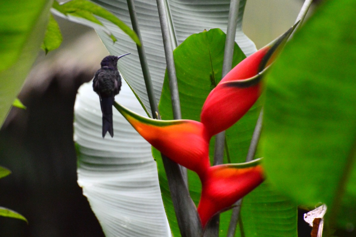 Swallow-tailed Hummingbird - ML627049526
