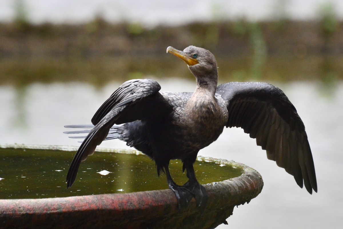 Neotropic Cormorant - ML627049537
