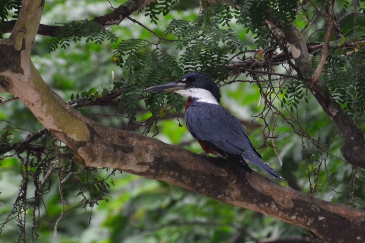 Ringed Kingfisher - ML627049562