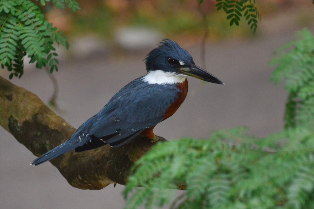 Ringed Kingfisher - ML627049563