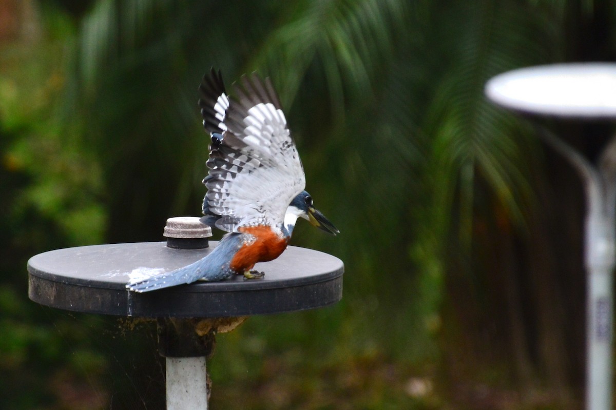 Ringed Kingfisher - ML627049564