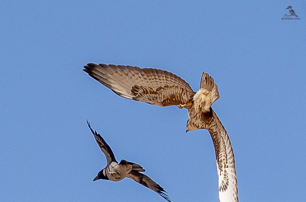 Mäusebussard (vulpinus/menetriesi) - ML627049570