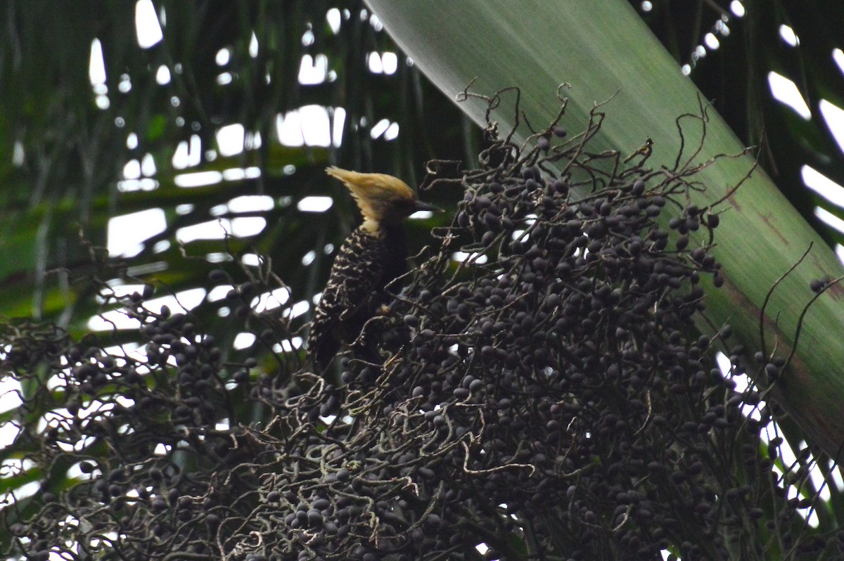 Blond-crested Woodpecker - ML627049573