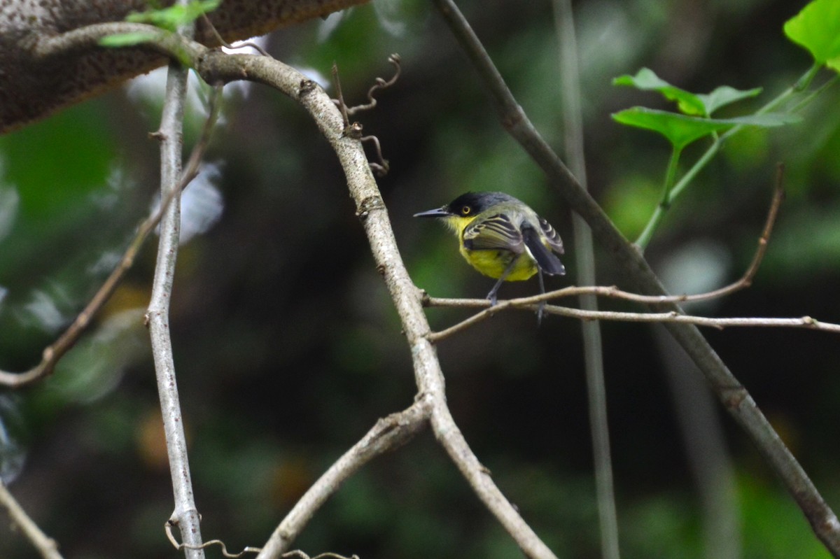 Common Tody-Flycatcher - ML627049576