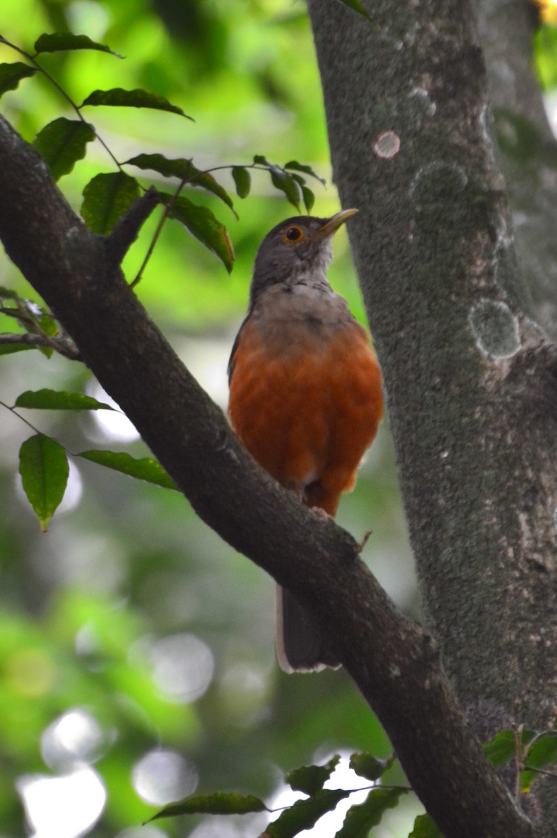 Rufous-bellied Thrush - ML627049584