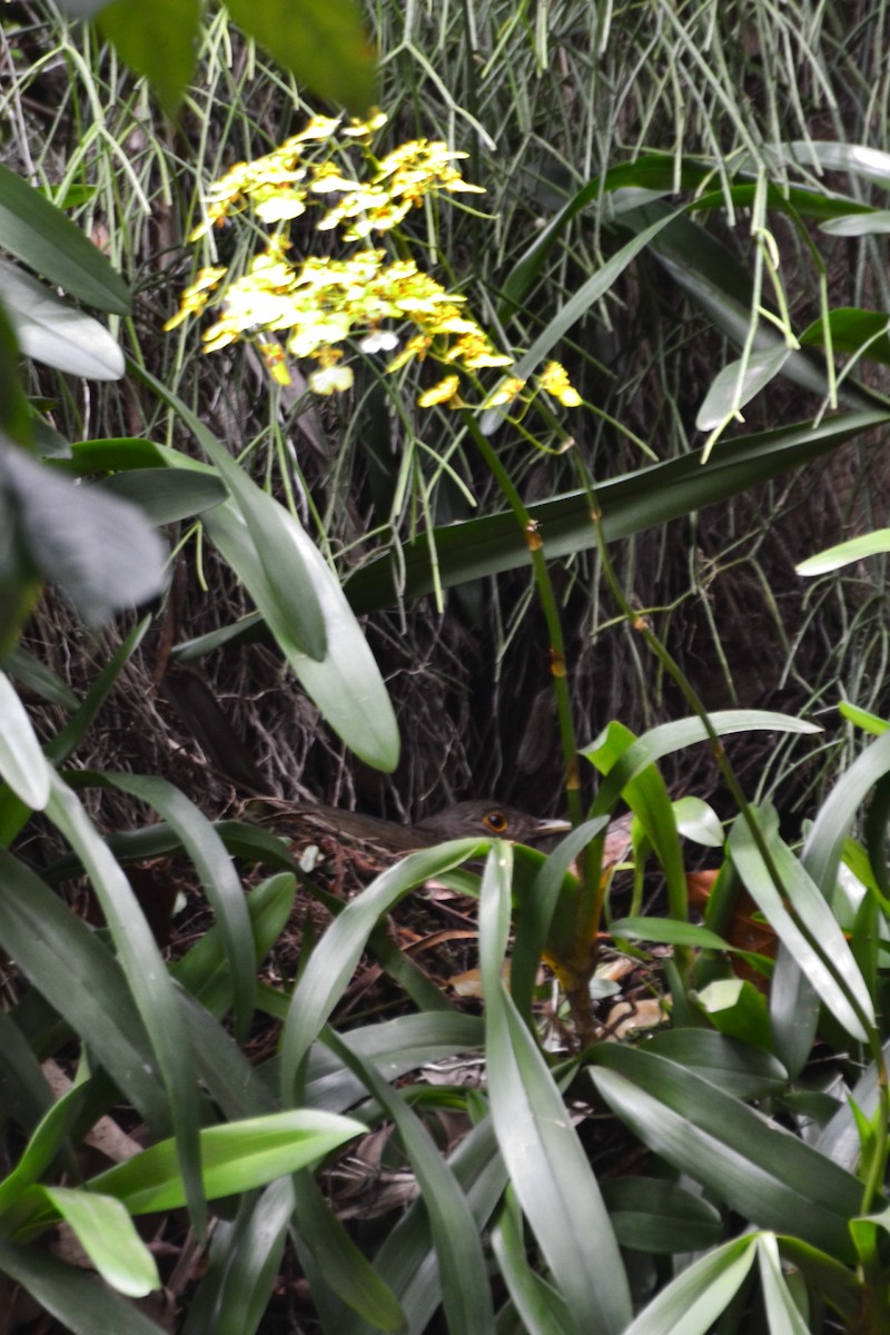 Rufous-bellied Thrush - ML627049585