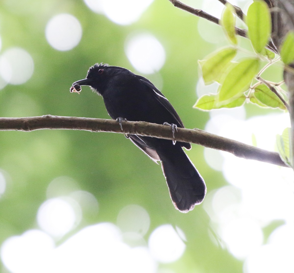 White-shouldered Fire-eye - ML627049796