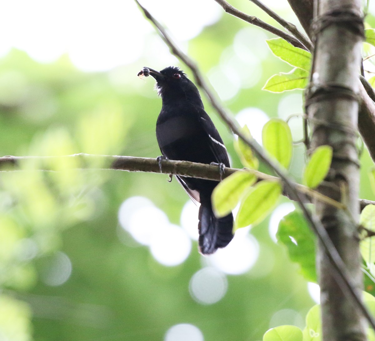 White-shouldered Fire-eye - ML627049797