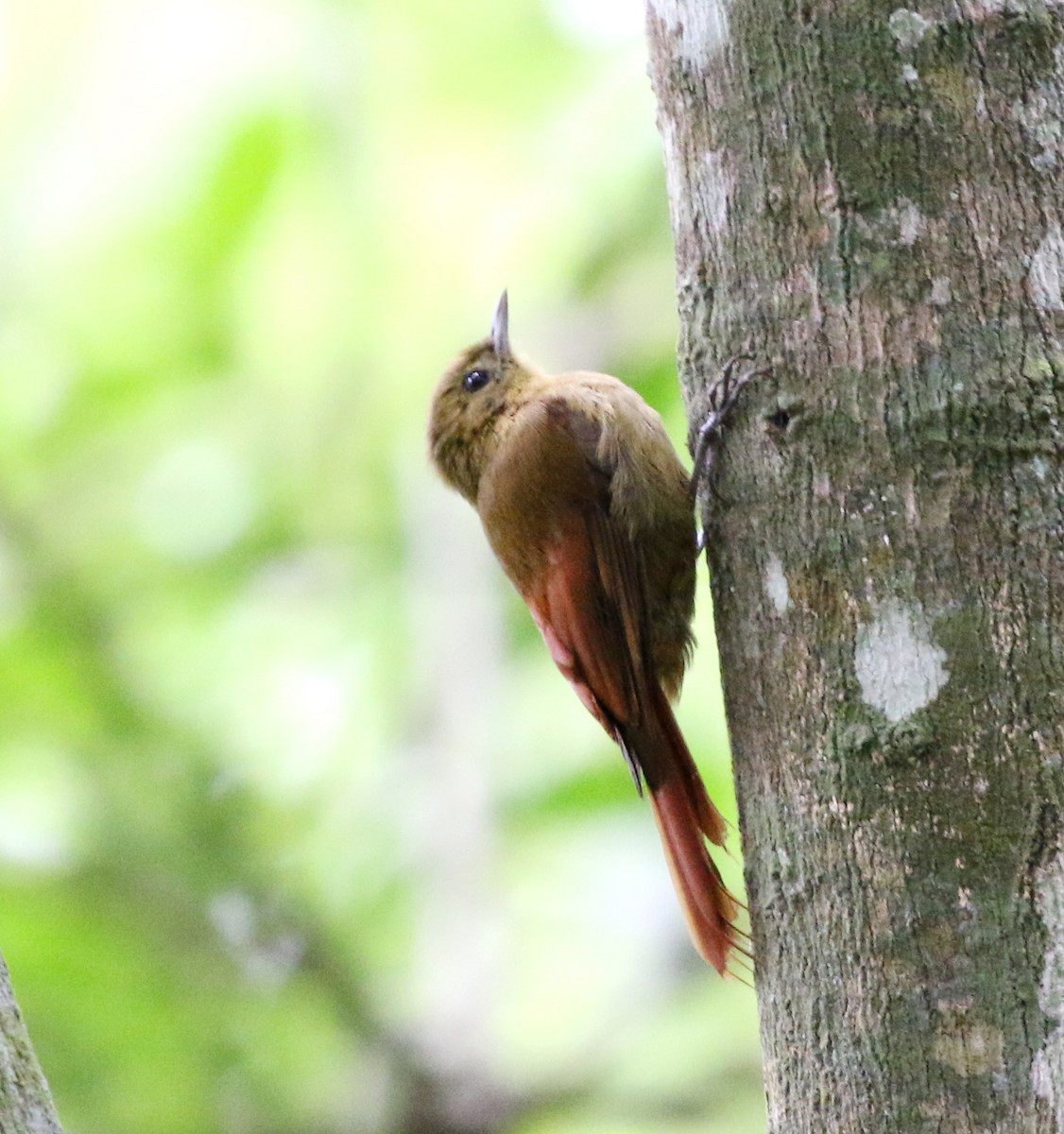 Olivaceous Woodcreeper - ML627049809