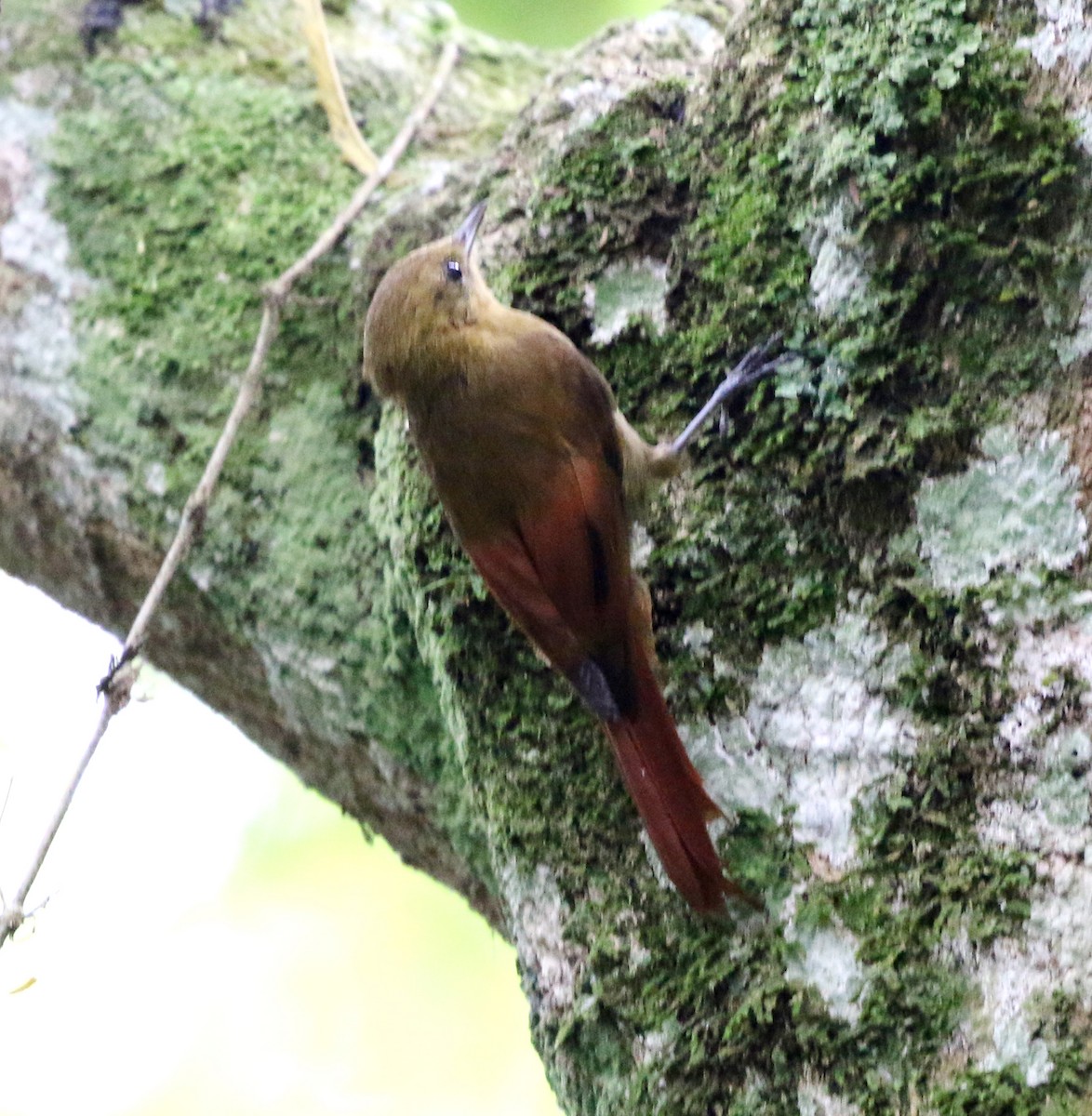Olivaceous Woodcreeper - ML627049810