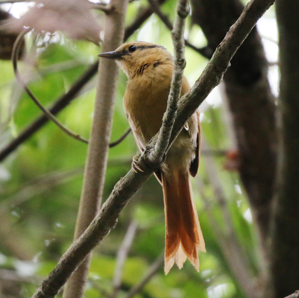 Buff-fronted Foliage-gleaner - ML627049827