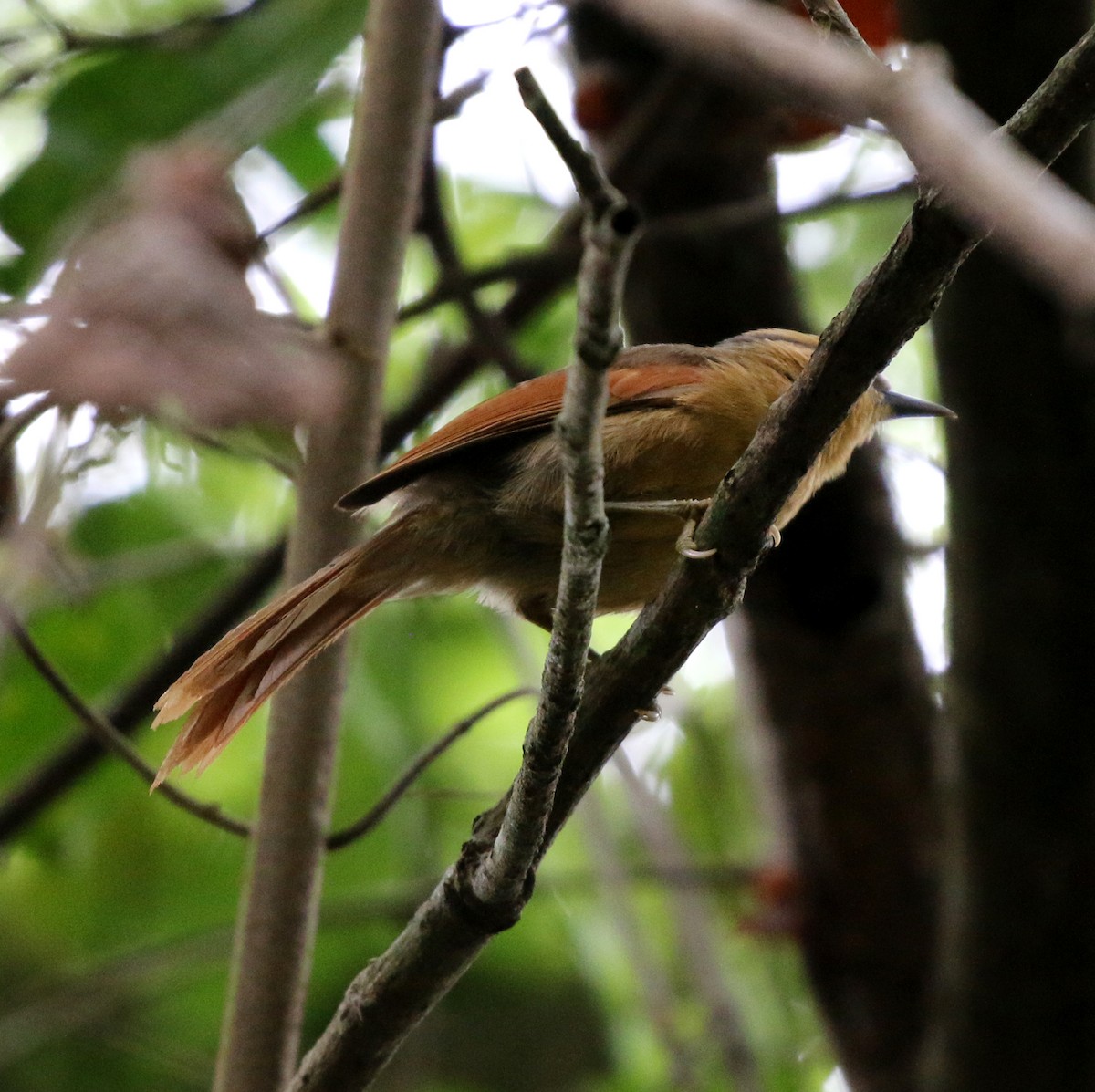 Buff-fronted Foliage-gleaner - ML627049828